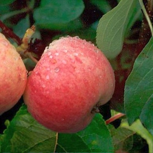 Яблоня домашняя 'Грушовка'